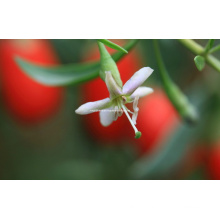 Dired Goji Berry (0001)